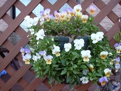 ソルベＹＴＴオレンジ