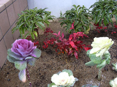 正月用寄せ植え