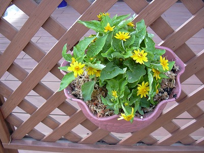 メランポジュウム