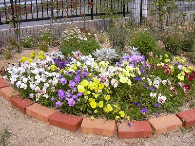 パンジー花壇その後