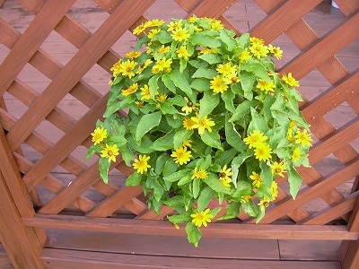 メランポジュウム