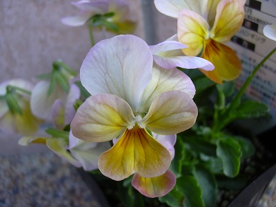 アプリコットアンティーク