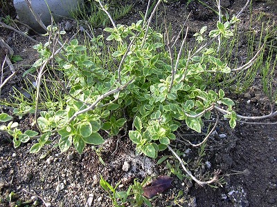 班入りランタナ