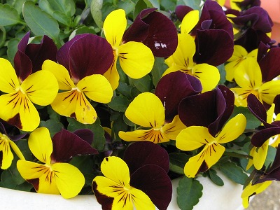 こんもりビオラ