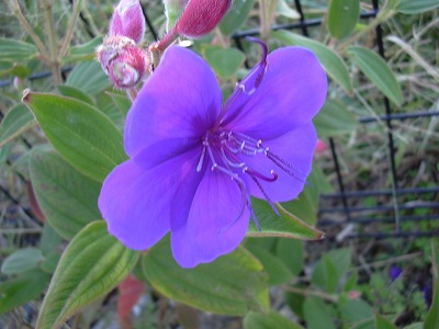 シコンノボタン