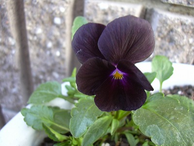 ブラックジャック