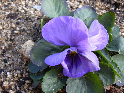 シルエットミックス・ラベンダー