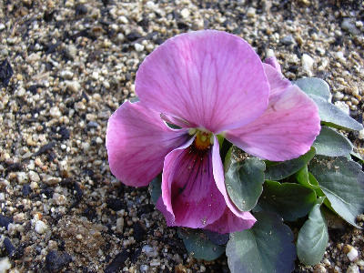 シルエットミックス・ピンク