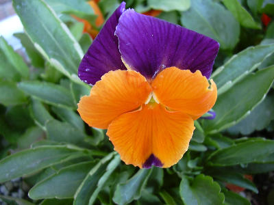 ジョリージョーカー