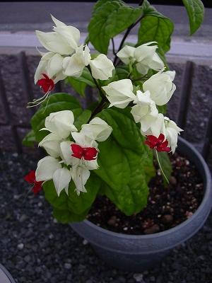 クレロデンドロン