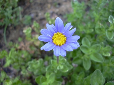 ブルーデージー