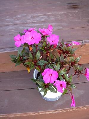 ニューギニアインパチェンス