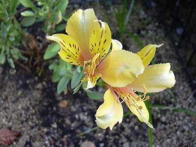 アルストロメリア