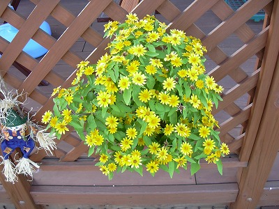 メランポジュウム