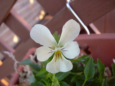 神戸ビオラホワイト