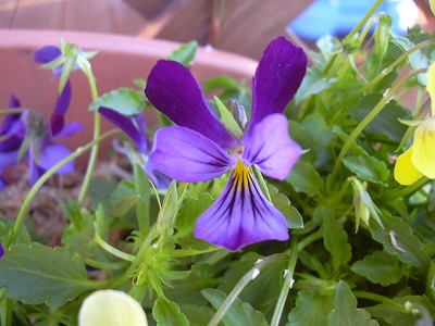 神戸ビオラパープル