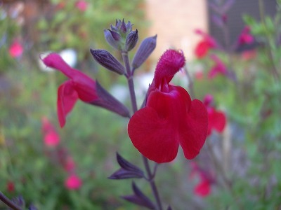 チエリーセージ