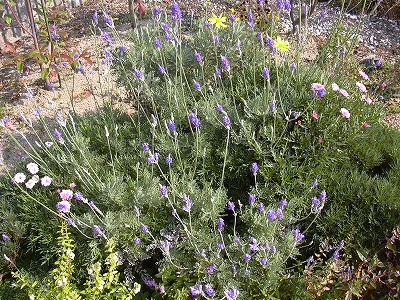 レースラベンダー