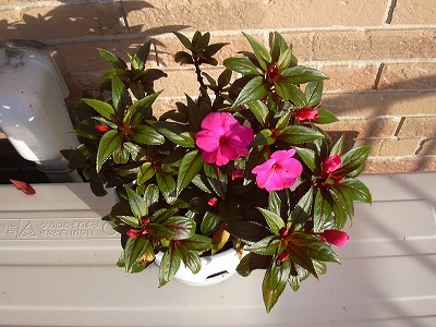 ニューギニアインパチェンス