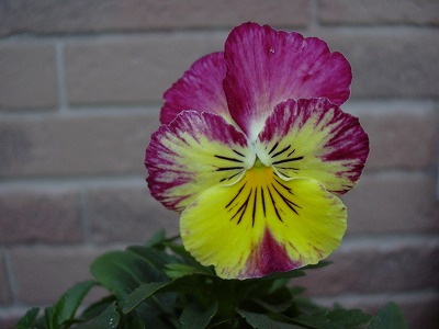 ビビアンルージュ