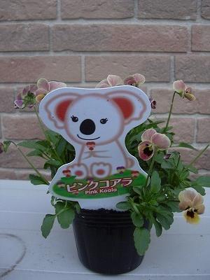 ピンクコアラ