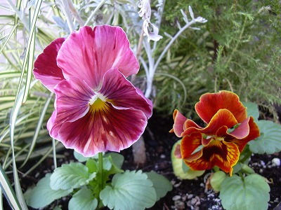 フラメンコレッドパッション