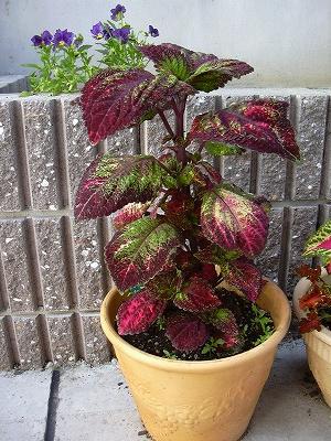 コリウス仕立て