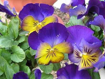 ディープモルフォ