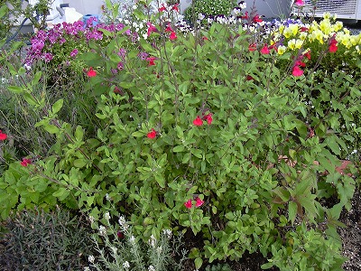 チェリーセージ