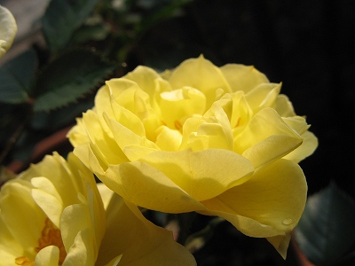 ガーデンローズ