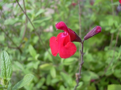 チェリーセージ