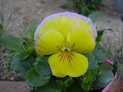 ラブリームーンリカ