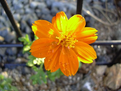 キバナコスモス