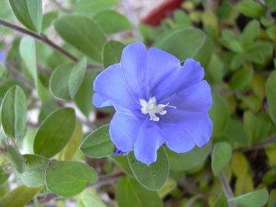 アメリカンブルー