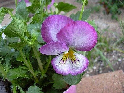 スィートハートリカ