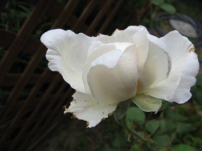 マウントシャスター