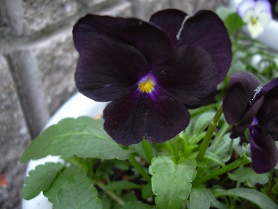 ビオラブラックオパール