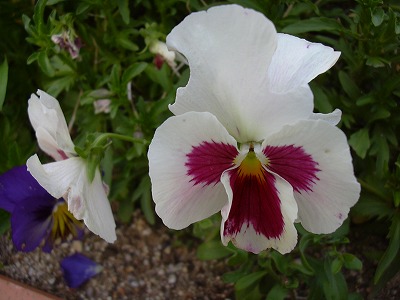 イチゴショート