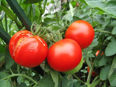 フルーツトマト