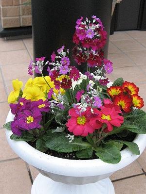 ジュリアン寄せ植え