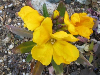 チェイランサス