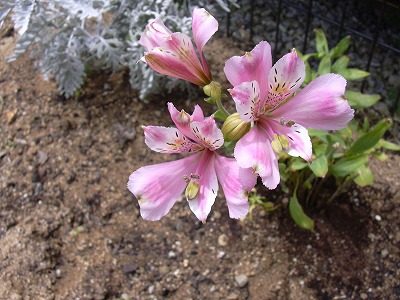 アルストロメリア