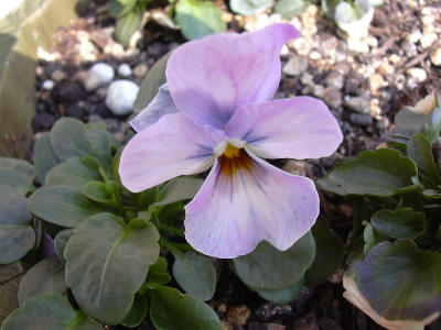 Ｆ１ビビアンティークミックス