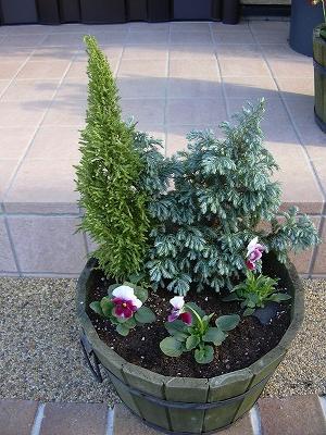 パンジー寄せ植え