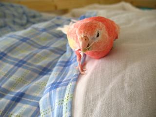 逃げるのも走る