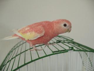 かわいい顔して世話の焼けるお子