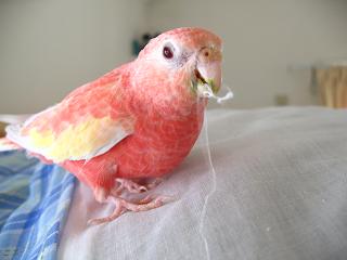 糸、食べれませんから～