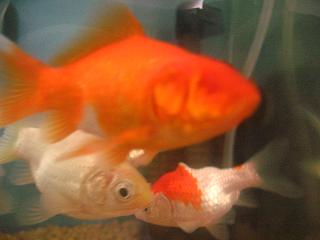 独眼流君＆角田君そして余分4分の1