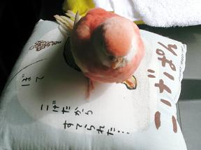 しばらく動かずじっとしていた