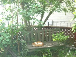 午前中は涼しい庭のベンチ